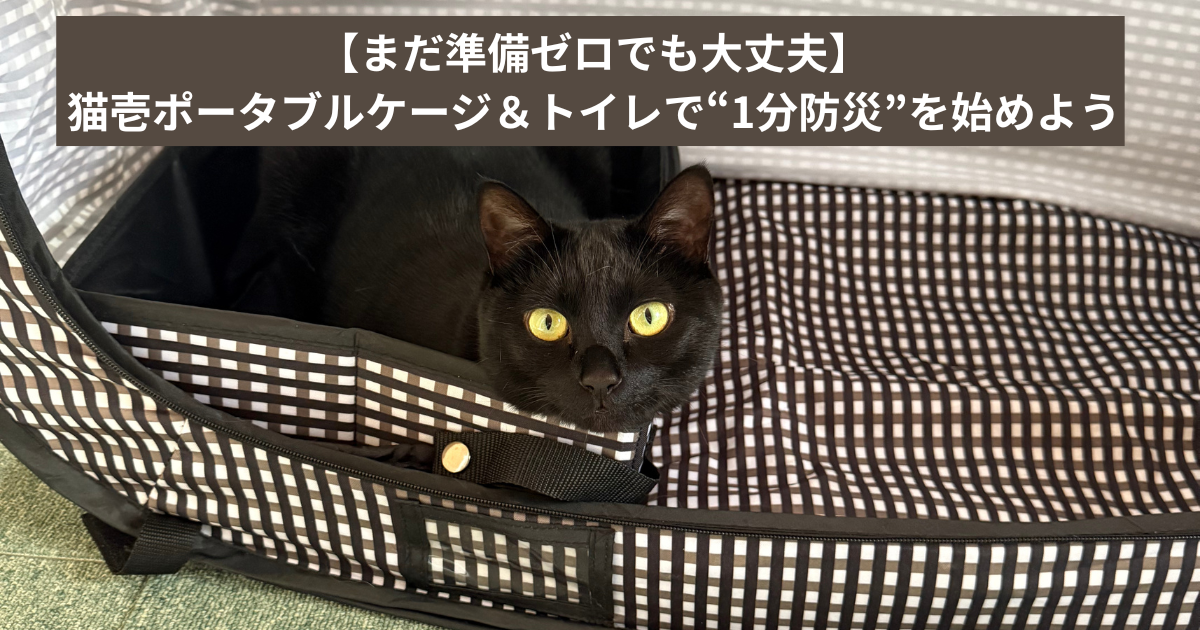 折りたたみ式の猫壱ポータブルケージに入ってこちらを見る黒猫―猫防災1分準備