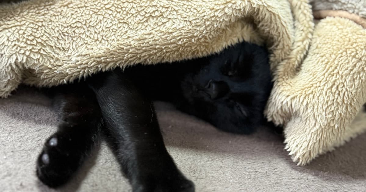 こたつで気持ちよさそうに眠る黒猫のまめちゃん。保護猫として迎えられた愛しい存在。